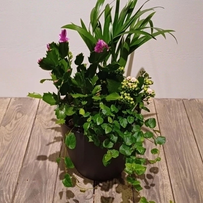 opgeplante pot